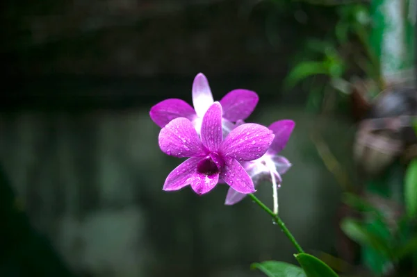 Fleur Orchidée Pourpre Naturelle Avec Fond Flou — Photo