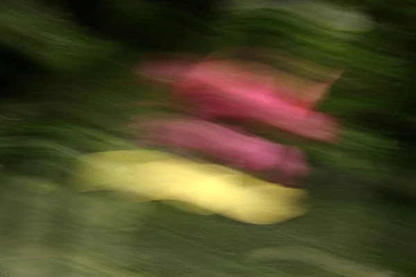 Abstrato Desfocado Flor Fundo Usando Zoom Panning Técnicas Fotografias De Stock Royalty-Free