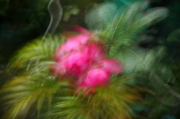 Abstrato Desfocado Flor Fundo Usando Zoom Panning Técnicas — Fotografia de Stock