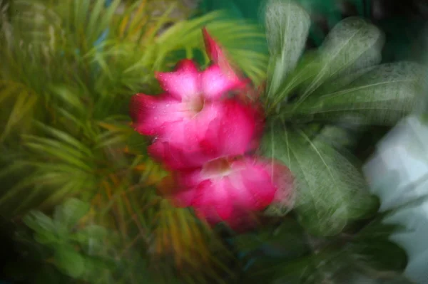 Abstrato Desfocado Flor Fundo Usando Zoom Panning Técnicas — Fotografia de Stock