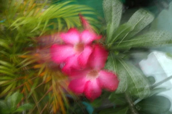 Fondo Flores Borrosas Abstractas Mediante Uso Técnicas Zoom Panorámica —  Fotos de Stock