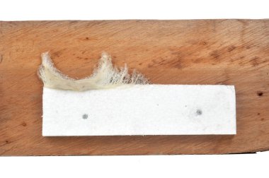 Kırlangıcın yuvası, kırlangıcın tükürüğünden yapılma tahta duvarda yapışkan, stüdyo çekimi ve beyaz arka planda izole edilmiş.