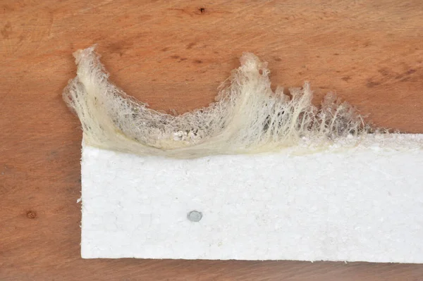 燕窝由燕子的唾液在软木塞上制成 粘在木板墙上 摄影棚拍摄 白色背景隔离 — 图库照片