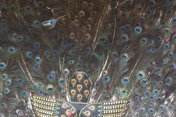 Pattern Color Peacock Feathers Background — Stock Photo, Image