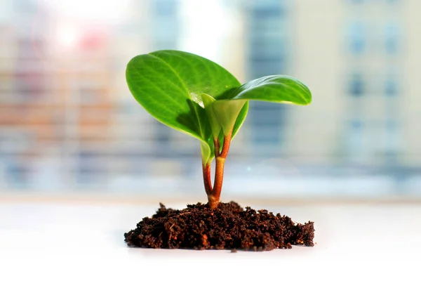 Zöld növény. Új élet-koncepció. — Stock Fotó