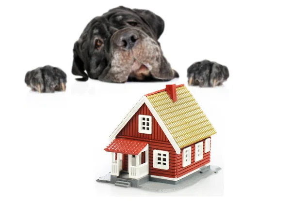 Dog Looking New Home — Stock Photo, Image