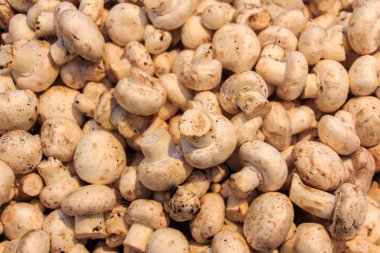 champignon üstünde belgili tanımlık sayaç