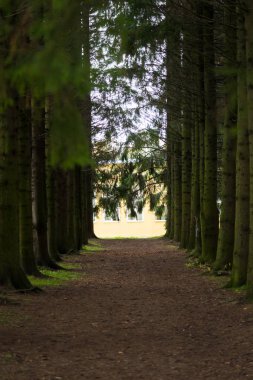  Parkta yaşlı çam ağaçları