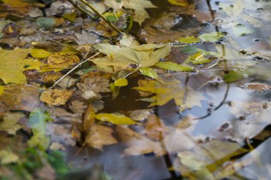 Gölette sonbahar yaprakları