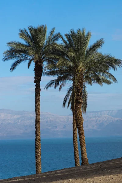 이스라엘 사해의 해변 세 야자수 — 스톡 사진