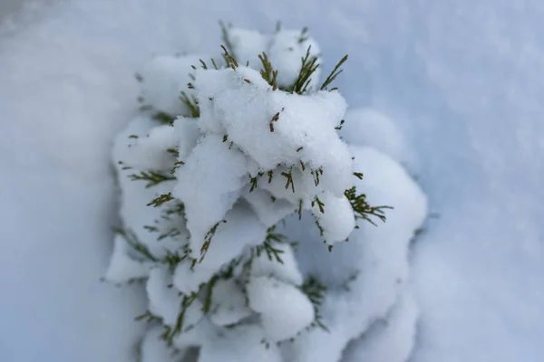 Елка, полная снега, вид сверху — стоковое фото