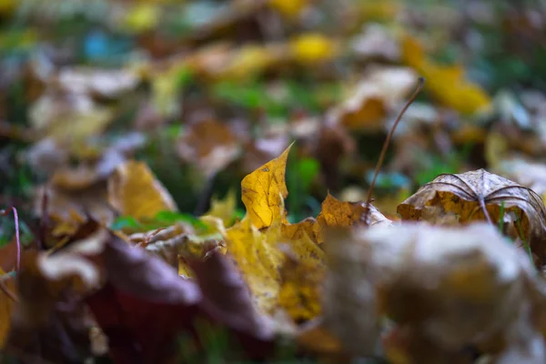 Höstgul skog — Stockfoto