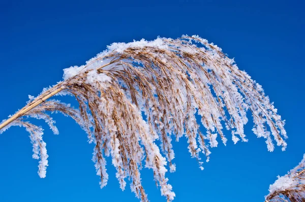 Foto primo piano della canna piena di neve — Foto Stock