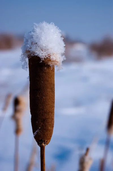 Χειμώνα καλάμια με χιόνι καπέλο — Φωτογραφία Αρχείου