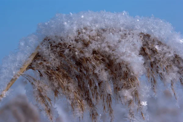 Close-up foto van de reed vol sneeuw — Stockfoto