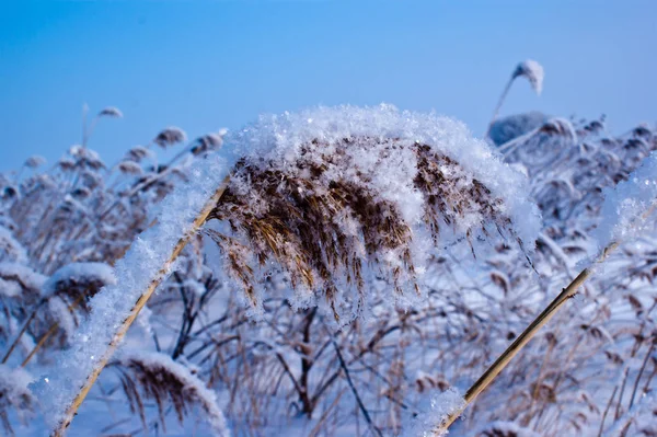 Foto primo piano della canna piena di neve — Foto Stock
