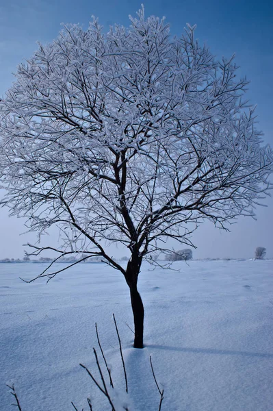 Ensam vinter träd med snöflingor — Stockfoto