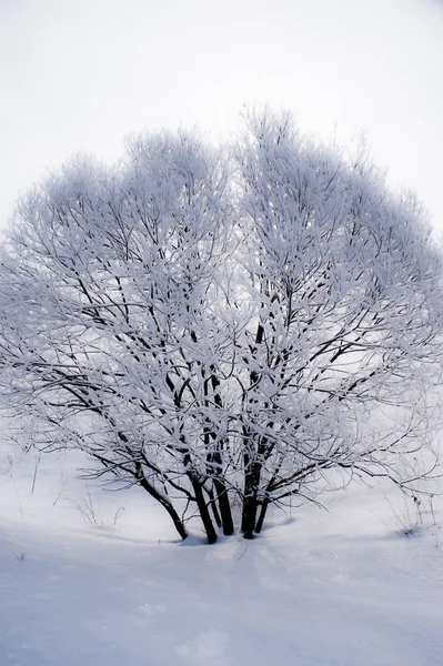 Ensam vinter träd fulla av snö — Stockfoto