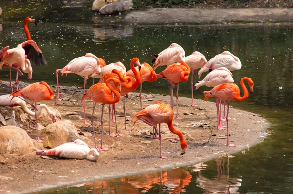 Flamingos in der Nähe des Sees — Stockfoto