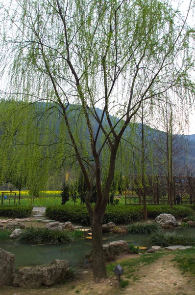 Alleen boom in de buurt van het meer in het vroege voorjaar — Stockfoto