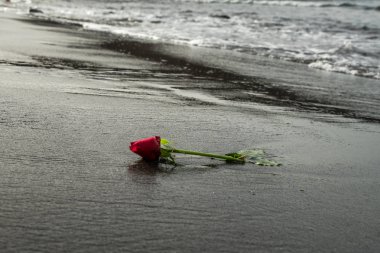 Siyah kum plajı üzerinde bir kırmızı gül