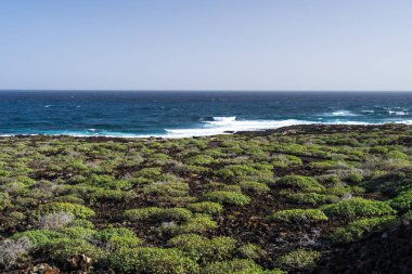 Siyah volkan taş ve sahil şeridi üzerinde yeşil yosun