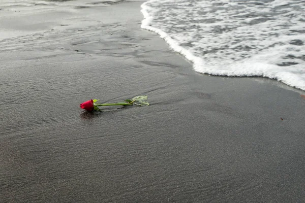 Jedna czerwona róża na plaży z czarnym piaskiem — Zdjęcie stockowe