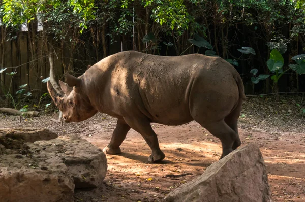 Grand rhinocéros marche dans le parc — Photo