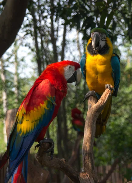 O casal dos papagaios brilhantes jogando — Fotografia de Stock