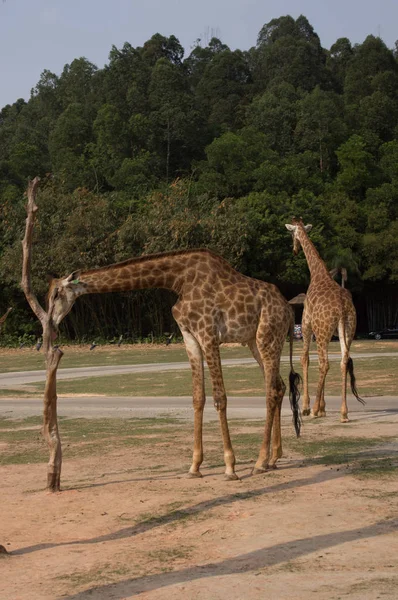 The couple of giraffes is walking in the safari park