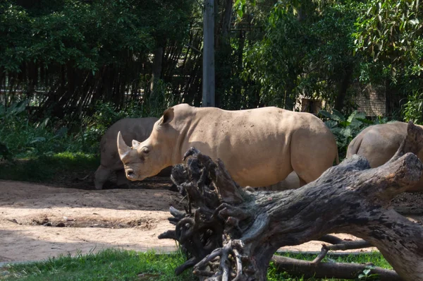 Grote neushoorn is wandelen in het park — Stockfoto