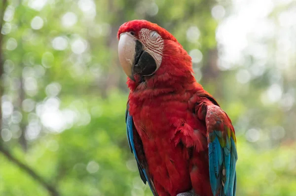 Das Porträt des leuchtend roten Papageis — Stockfoto