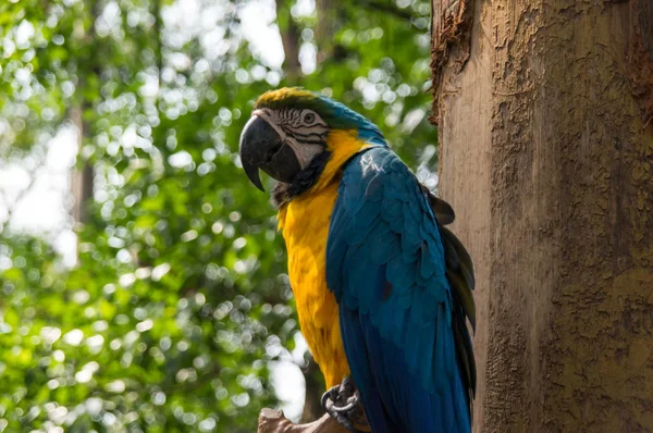 O retrato do papagaio azul e amarelo brilhante — Fotografia de Stock