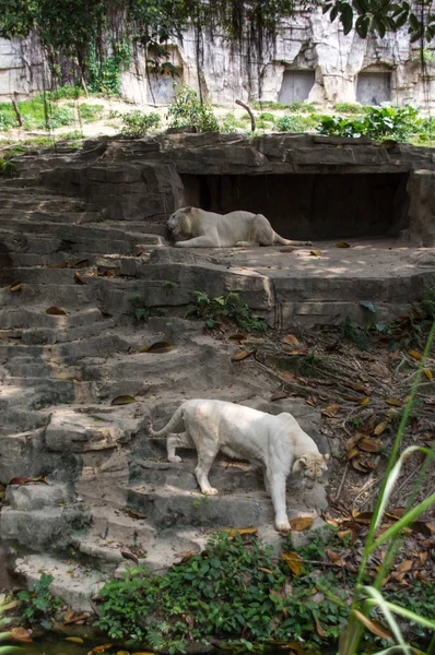 这两只白虎正在野生动物园散步 — 图库照片