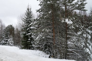 Winter forest near the road full of snow