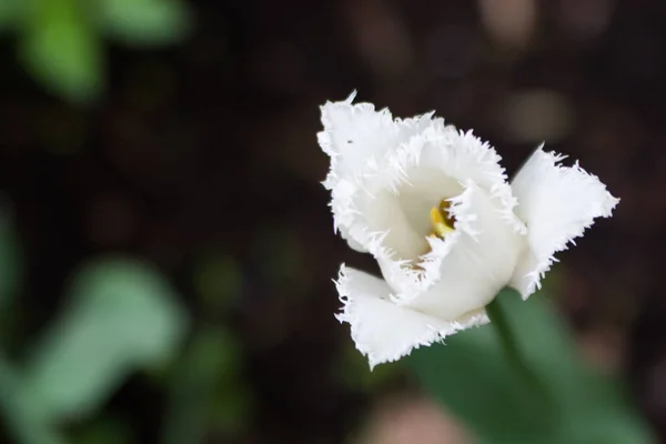 Helle Blüte der weißen Tulpen — Stockfoto