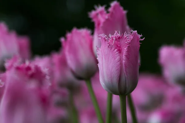 Helle Blüte auf dem Feld der rosa Tulpen — Stockfoto
