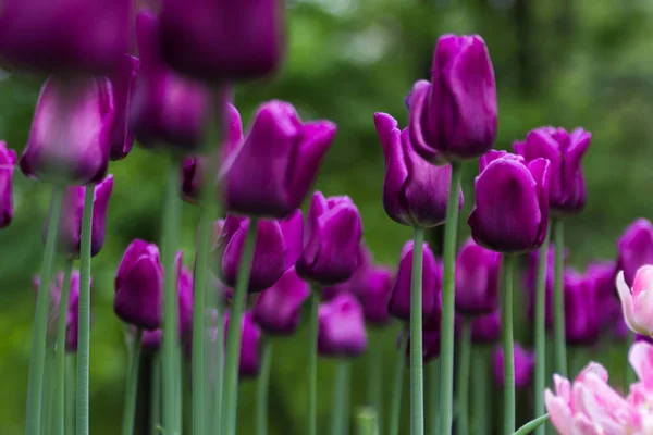 Floraison lumineuse du champ de tulipes pourpres — Photo