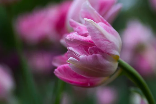 Bright blossom of the field of pink tulips — Stock Photo, Image