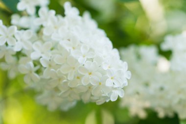 Bahçedeki beyaz leylak çiçeği