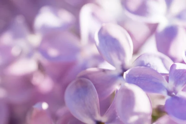 The blossom of the purple lilac in the garden — Stock Photo, Image