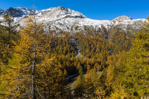 Yellow trees and full of snow mountain peaks in early autumn — Stock Photo, Image