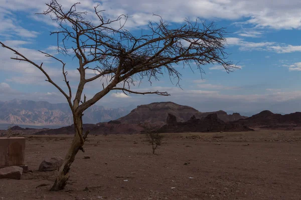 Alone tree in the sand desert — Stock Photo, Image