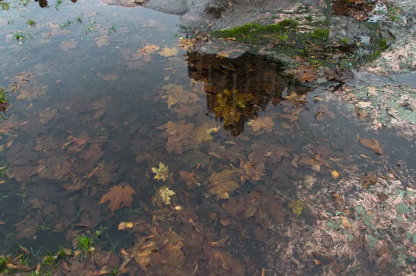 Gölette sonbahar yaprakları