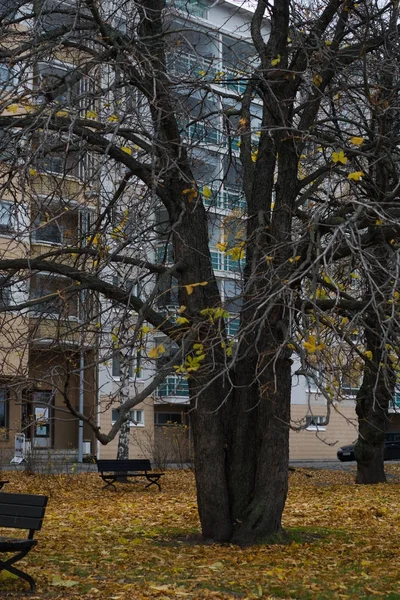 Birkaç parlak sonbahar yaprakları ile güzel ağaç