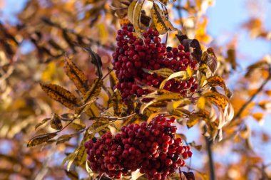 Sonbahar sırasında ağaç üzerinde kırmızı meyveler