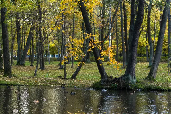 Akçaağaç sarı yapraklarda