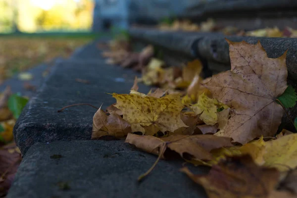 Φθινοπωρινά φύλλα στο δρόμο κατά τη διάρκεια της πτώσης — Φωτογραφία Αρχείου