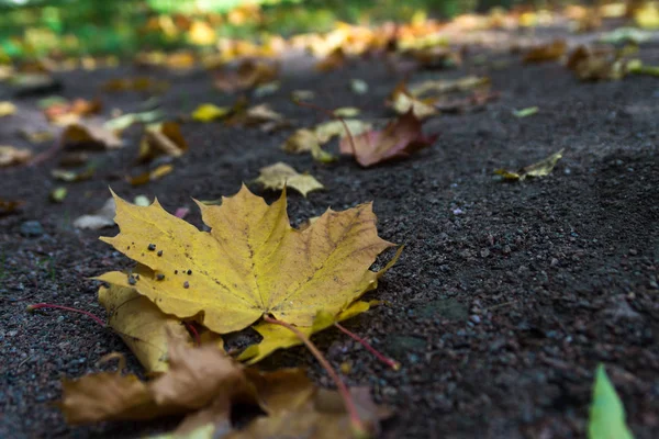 Herbstlaub im Herbst auf der Straße lizenzfreie Stockfotos