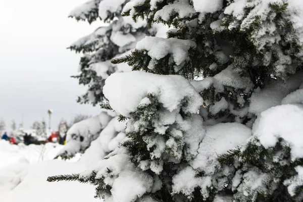 Елка, полная снега в парке — стоковое фото